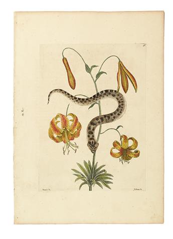 CATESBY, MARK. Seven hand-colored engraved plates,